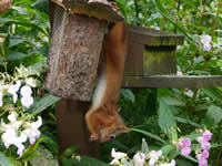 Woodpecker at Clachan Cottage self catering in Dumfries & Galloway