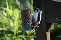 Birds feeding at Clachan Cottage